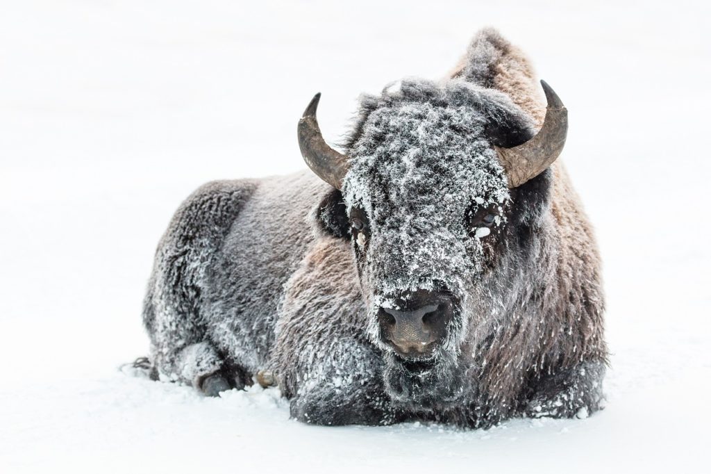 Wyoming Bison in Snow
